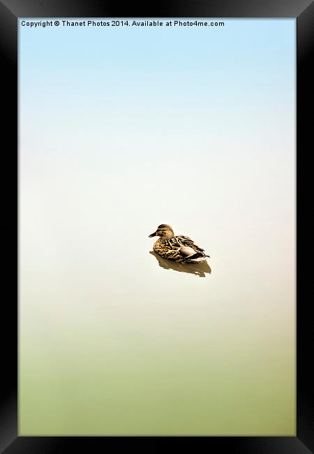  Fine art duck Framed Print by Thanet Photos
