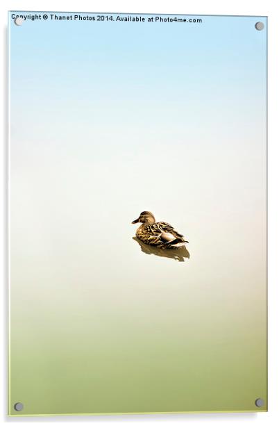 Fine art duck Acrylic by Thanet Photos