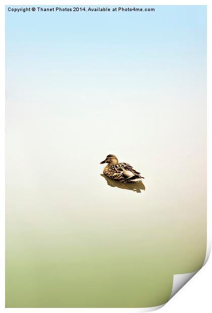  Fine art duck Print by Thanet Photos