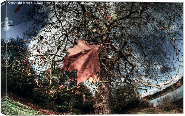  One of the Last to Fall Canvas Print by Nigel Bangert
