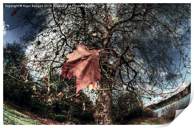  One of the Last to Fall Print by Nigel Bangert