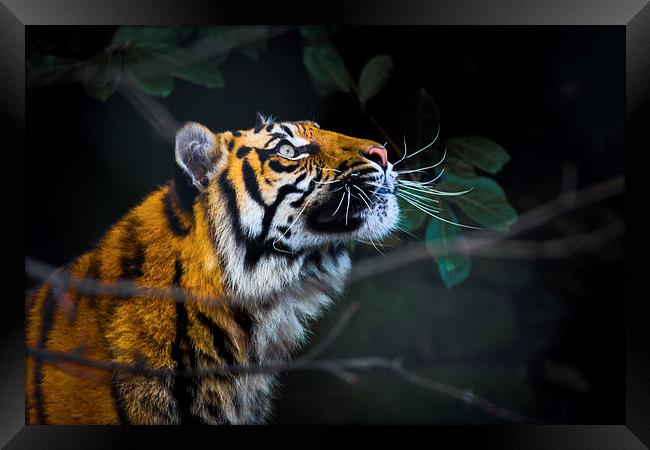  Tigers eye Framed Print by Neil Macdonald