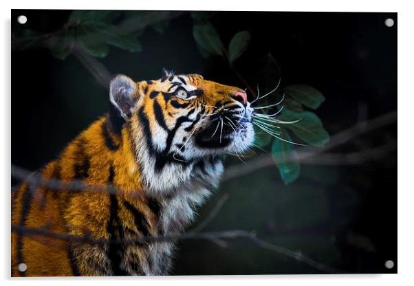  Tigers eye Acrylic by Neil Macdonald