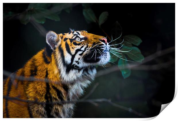  Tigers eye Print by Neil Macdonald