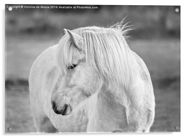 Icelandic Horse Acrylic by Vinicios de Moura