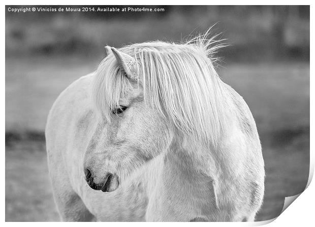 Icelandic Horse Print by Vinicios de Moura