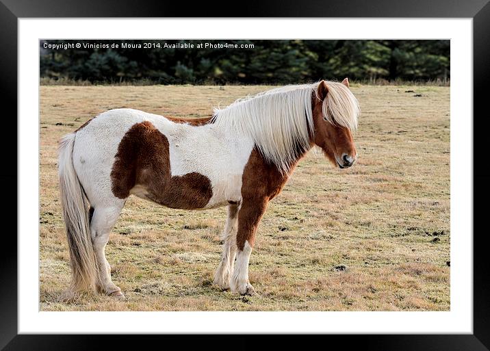 Icelandic Horse Framed Mounted Print by Vinicios de Moura