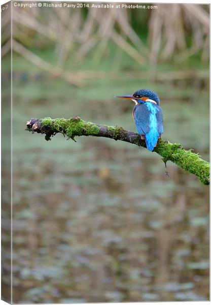 Kingfisher waiting Canvas Print by Richard Parry
