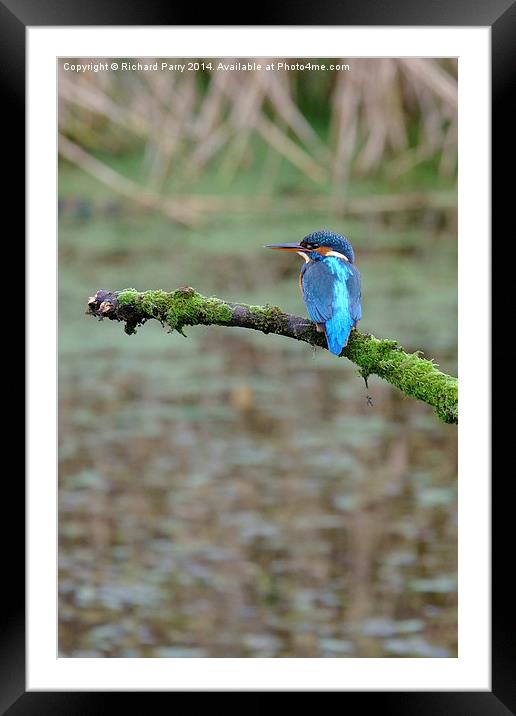  Kingfisher waiting Framed Mounted Print by Richard Parry