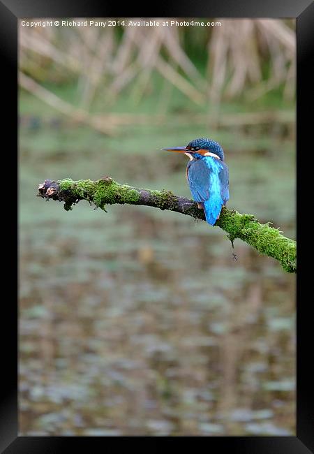  Kingfisher waiting Framed Print by Richard Parry