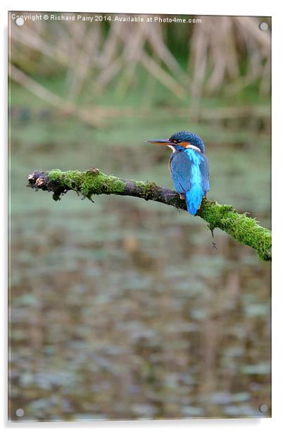  Kingfisher waiting Acrylic by Richard Parry