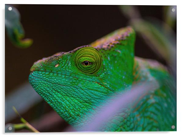  chameleon  Acrylic by Neil Macdonald
