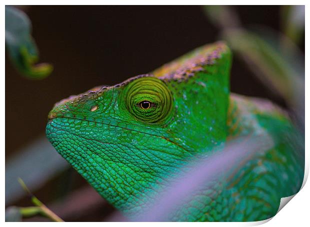  chameleon  Print by Neil Macdonald