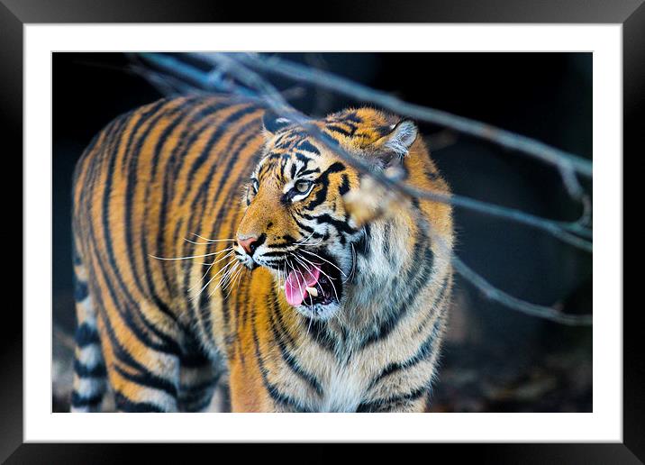  tigers teeth Framed Mounted Print by Neil Macdonald