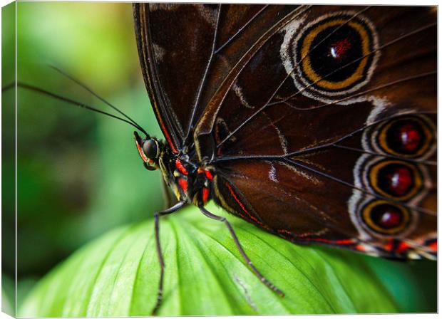  butterfly  Canvas Print by Neil Macdonald