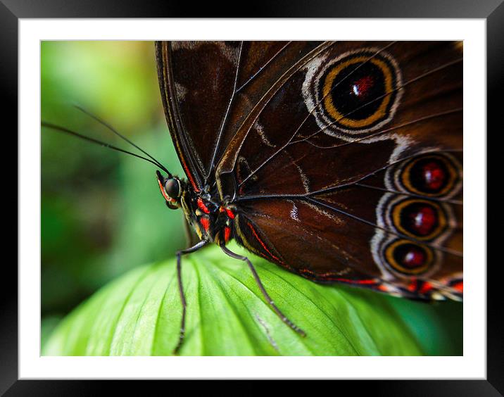  butterfly  Framed Mounted Print by Neil Macdonald