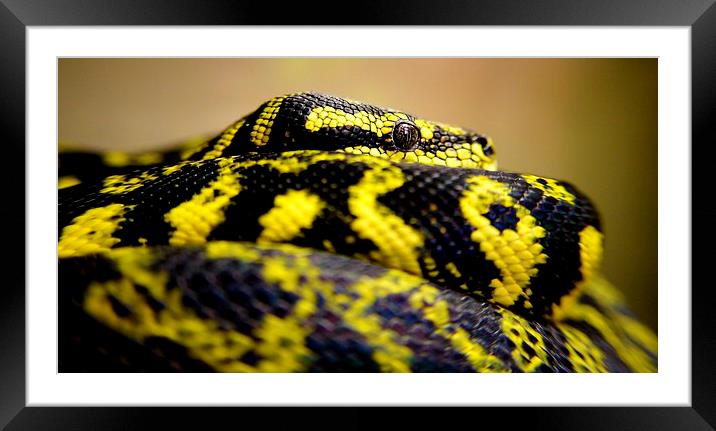  carpondro python Framed Mounted Print by Neil Macdonald