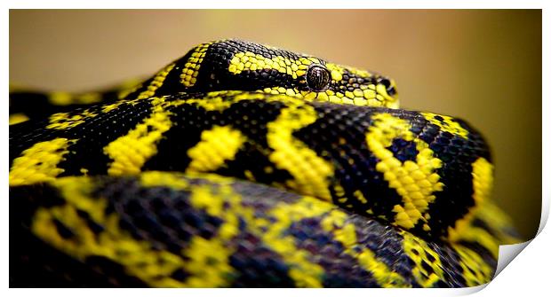  carpondro python Print by Neil Macdonald