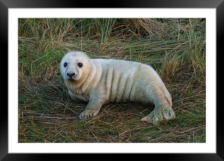  baby seal  Framed Mounted Print by stephen king