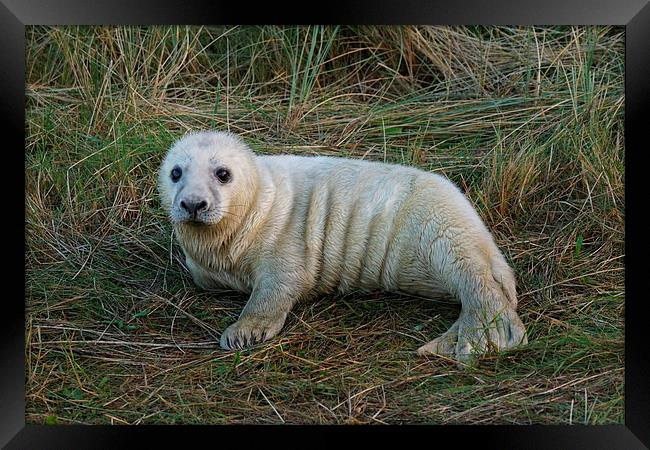  baby seal  Framed Print by stephen king