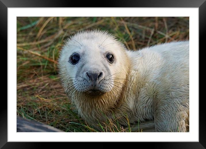  cute baby seal  Framed Mounted Print by stephen king