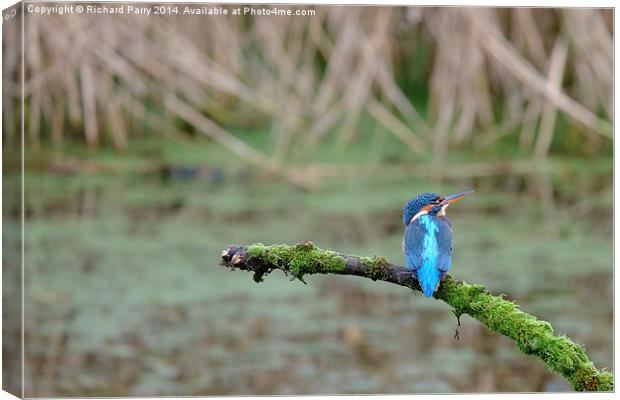  Kingfisher watching Canvas Print by Richard Parry