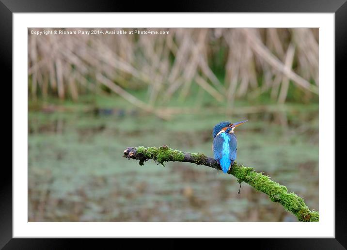  Kingfisher watching Framed Mounted Print by Richard Parry