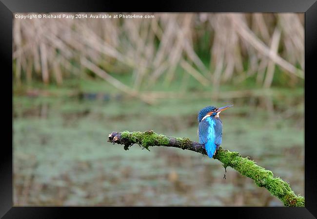  Kingfisher watching Framed Print by Richard Parry