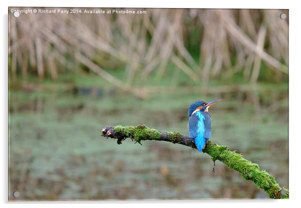  Kingfisher watching Acrylic by Richard Parry