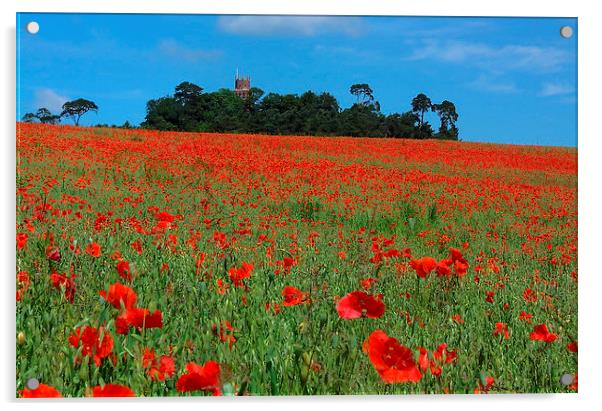  POPPIES AT FARINGDON FOLLY Acrylic by DAVID SAUNDERS