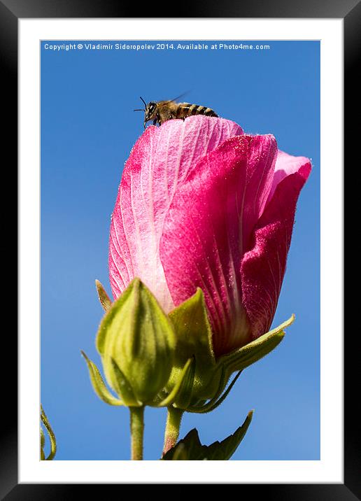  Bee on a flower. Framed Mounted Print by Vladimir Sidoropolev