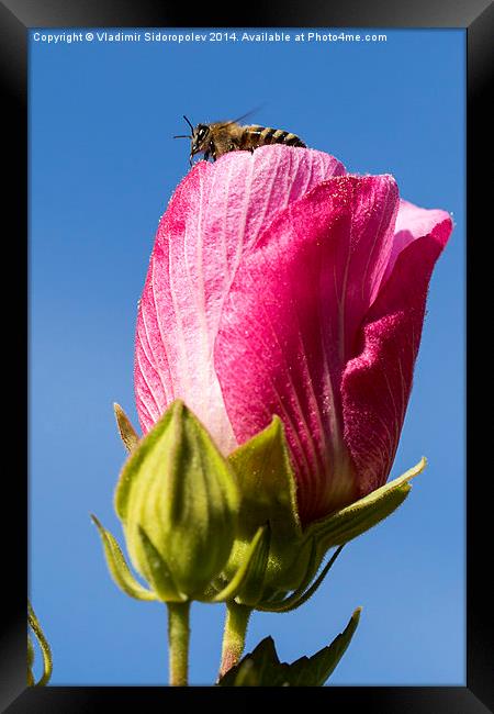  Bee on a flower. Framed Print by Vladimir Sidoropolev