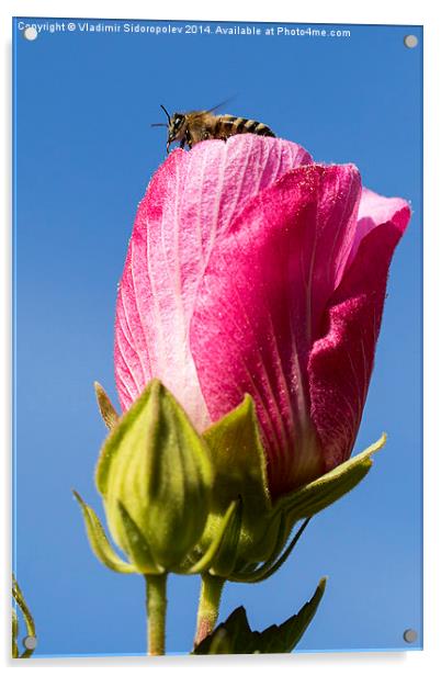  Bee on a flower. Acrylic by Vladimir Sidoropolev