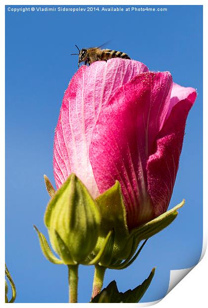  Bee on a flower. Print by Vladimir Sidoropolev