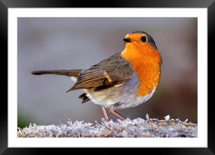   Robin Framed Mounted Print by Macrae Images