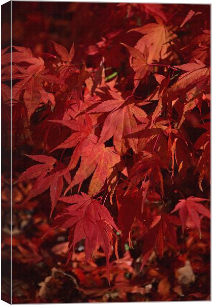 Maples leaves in autumn  Canvas Print by Jonathan Evans