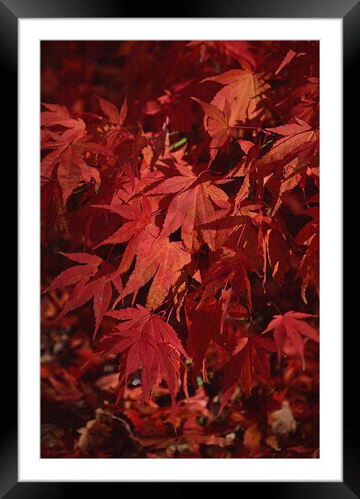 Maples leaves in autumn  Framed Mounted Print by Jonathan Evans