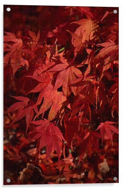 Maples leaves in autumn  Acrylic by Jonathan Evans