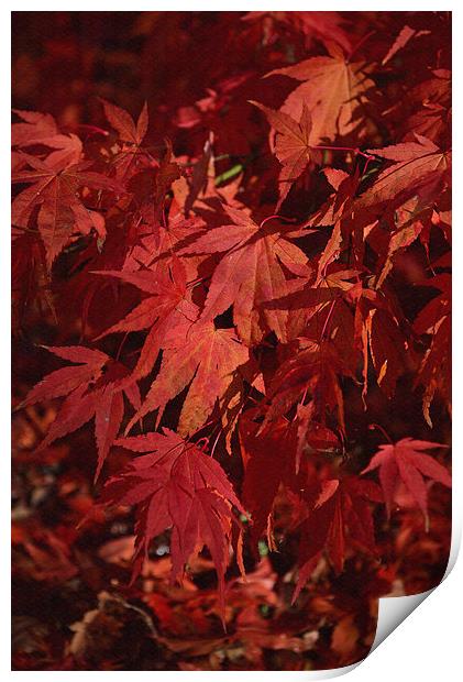 Maples leaves in autumn  Print by Jonathan Evans