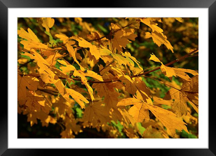 Yellow maples and fly Autumn sunshine Framed Mounted Print by Jonathan Evans