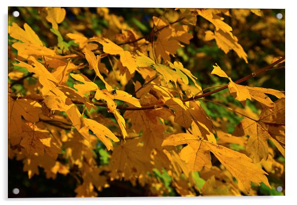 Yellow maples and fly Autumn sunshine Acrylic by Jonathan Evans