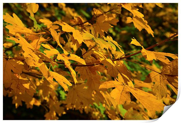 Yellow maples and fly Autumn sunshine Print by Jonathan Evans