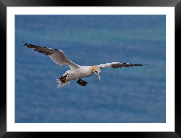  Northern Gannet Framed Mounted Print by Val Saxby LRPS