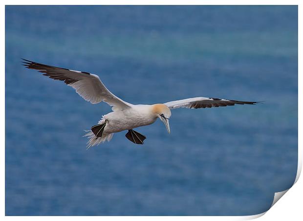  Northern Gannet Print by Val Saxby LRPS