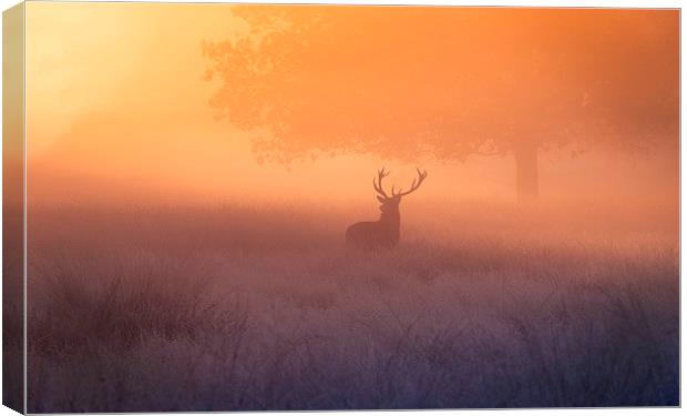 A deer stag watching the sunrise!  Canvas Print by Inguna Plume