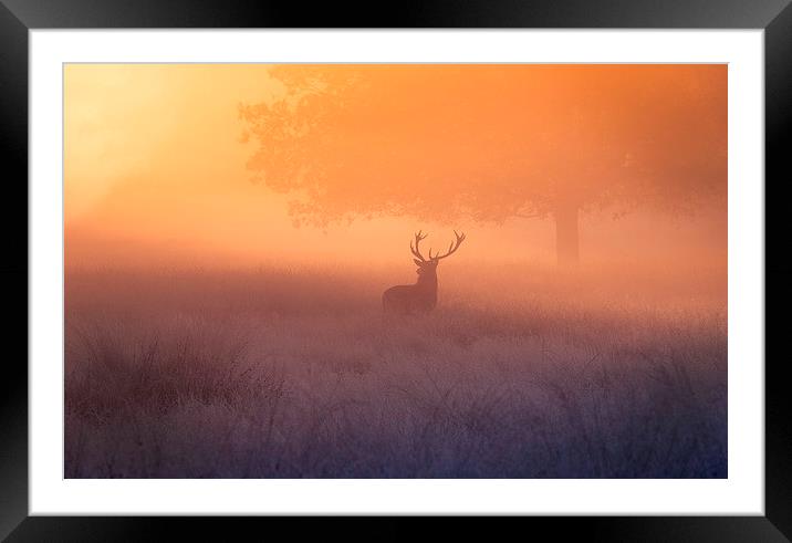 A deer stag watching the sunrise!  Framed Mounted Print by Inguna Plume