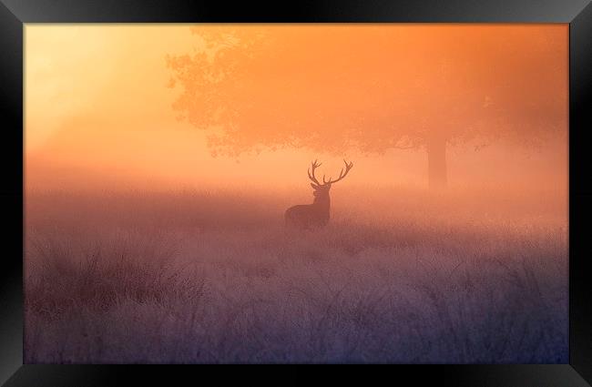 A deer stag watching the sunrise!  Framed Print by Inguna Plume