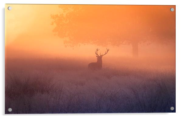 A deer stag watching the sunrise!  Acrylic by Inguna Plume