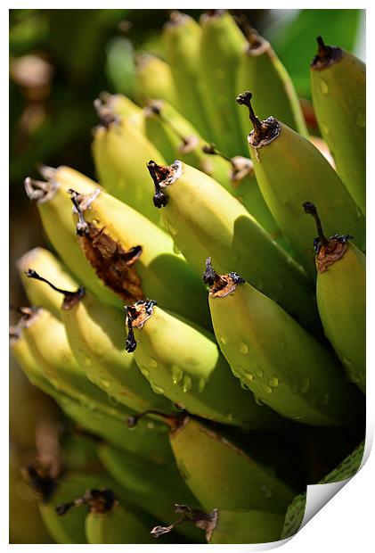 Hand of bananas turning yellow Print by Jonathan Evans