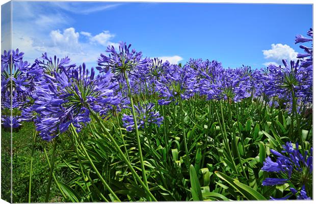Blue  Alliums in the sunshine  Canvas Print by Jonathan Evans